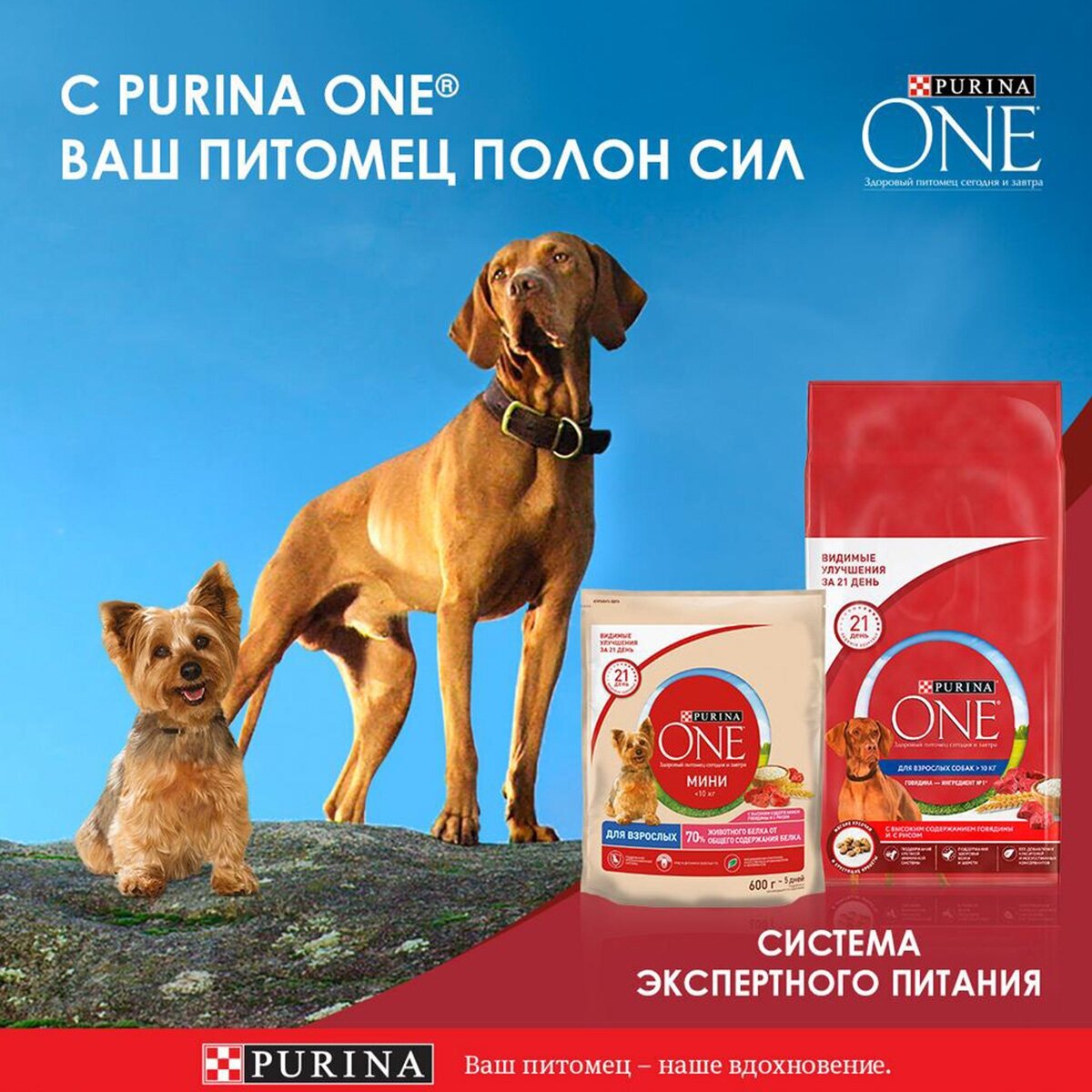 Purina One Сухой корм для собак мелких пород с курицей и рисом, 1,5 кг - фото №3