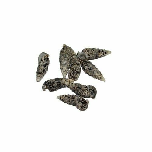 Натуральная морская ракушка Церетиум алоко - 500 грамм