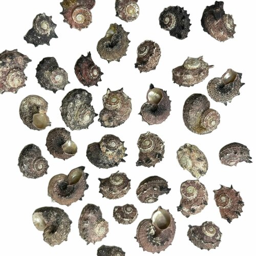 Ракушки морские Ангария - для поделок аквариума дизайна интерьера -500 грамм 495₽