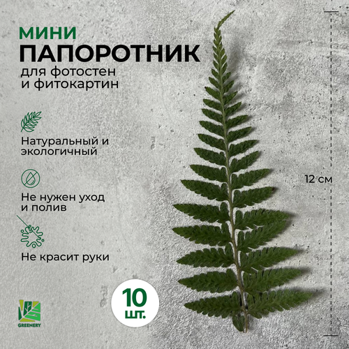 Greenery Moss / Стабилизированный папоротник для творчества и флористики - сухоцветы для свечей, эпоксидной смолы 10шт