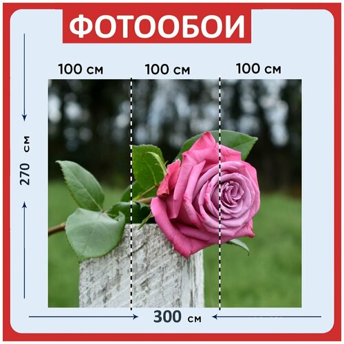 Фотообои Фиолетовый роза цветок 300x270 см флизелиновыена стену 3970₽