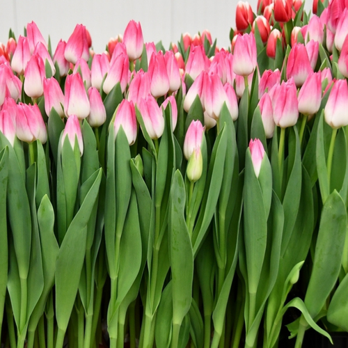 Луковицы цветов, botanica garden, тюльпан, мемфис, 5 штук