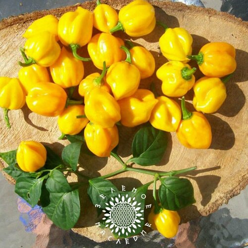 Семена Перец Scotch bonnet yellow (лат. Capsicum annuum) 5шт от Green Legacy