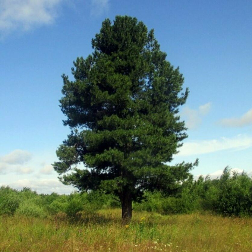 Семена Орешка Кедр сибирский 20 ШТ