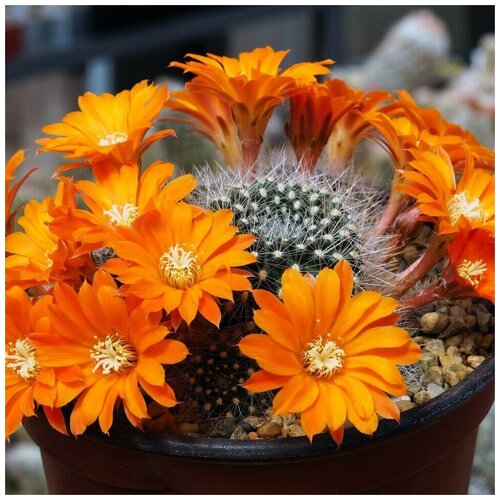 Семена Орешка Суккулент Кактус Rebutia flavistyla FR-756 10 шт.