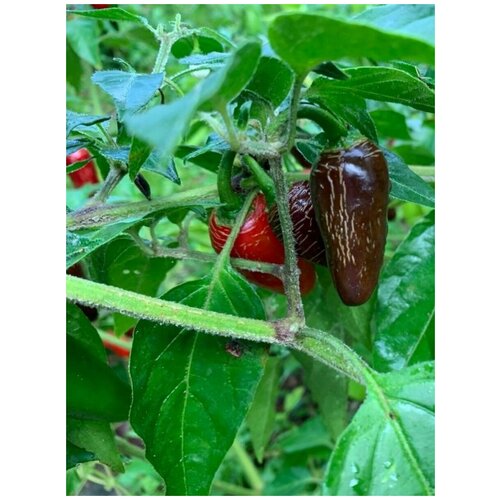 Семена Острый перец Jalapeno rayados / Халапеньо райадос, 5 штук