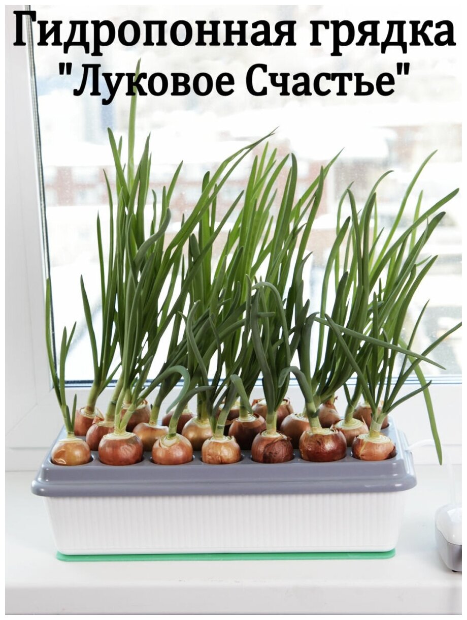 Луковое Счастье гидропоника для выращивания зёлёного лука на подоконнике - фотография № 11
