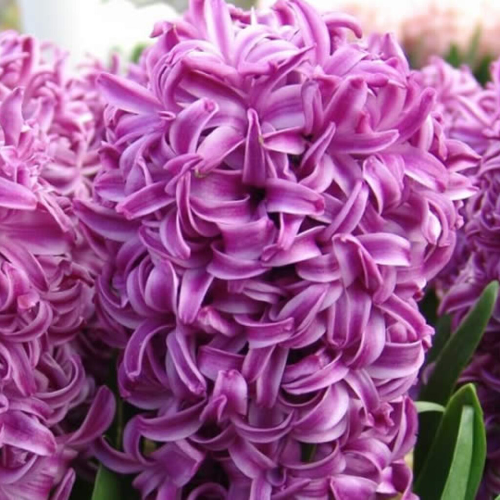 Луковицы многолетних цветов Гиацинт "MINOS" 3шт в упаковке "Высший сорт" - фотография № 4