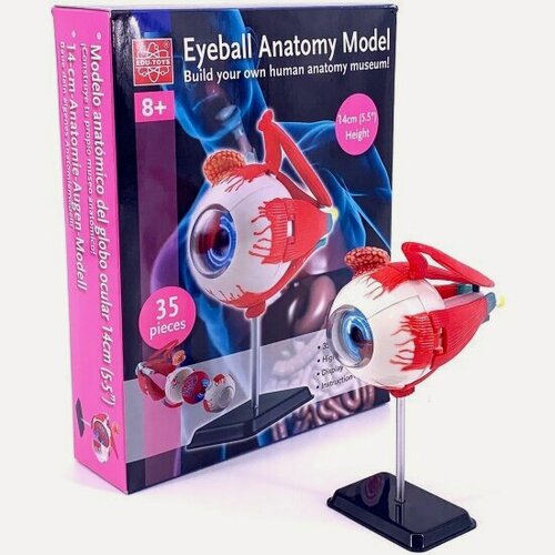 Изображение товара Наглядное пособие Edu-тoys EDU-TOYS SK007 Анатомия человеческого тела. Глаз