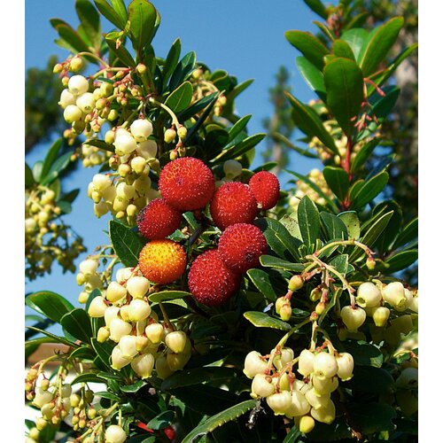 Семена Земляничное дерево крупноплодное (Arbutus unedo) 5 штук