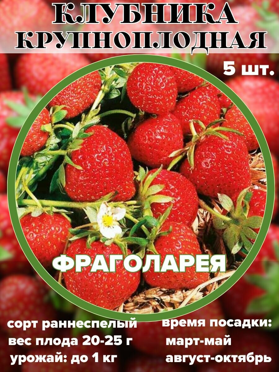 фото Клубника крупноплодная Фраголареа, рассада, саженцы 5 штук