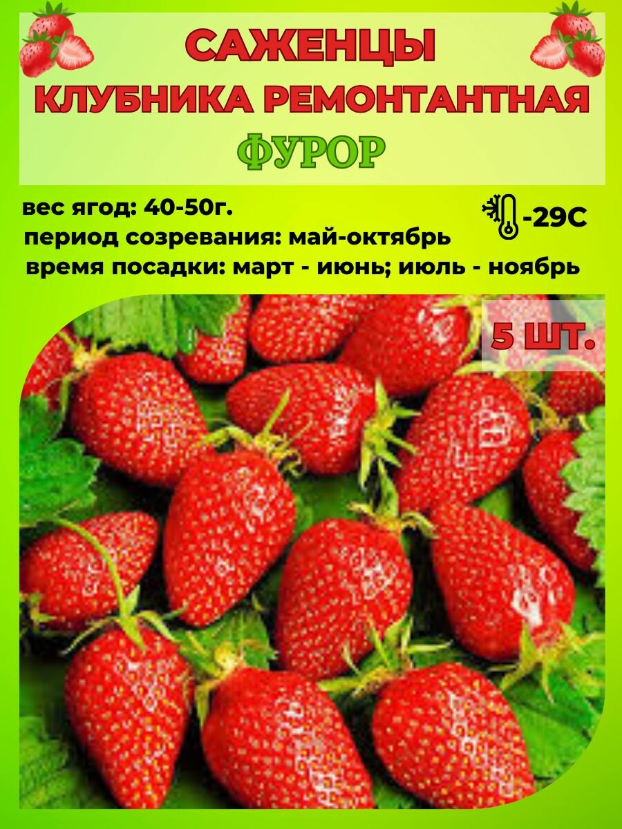 фото Клубника ремонтантная, саженцы 5 шт.