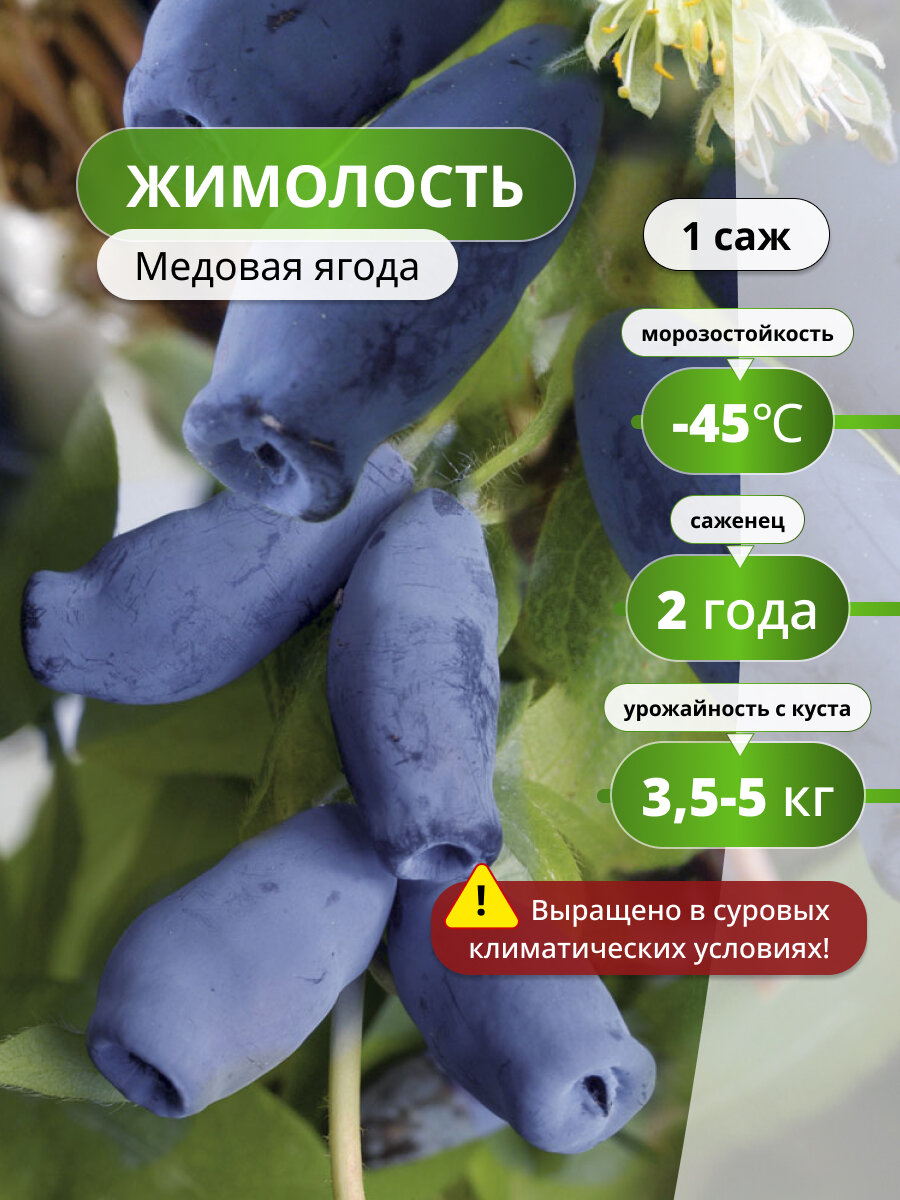 Жимолость Медовая ягода, саженец жимолости, морозостойкий, раннеспелый сорт