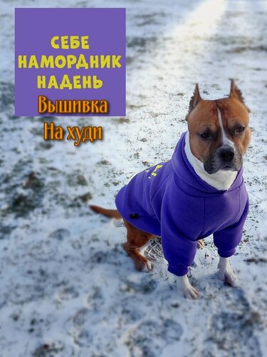 Изображение товара Худи для собак с вышивкой "Не ссы" от DOGTON для крупных пород. Худи с начесом и капюшоном для прогулок. Размер "XXXL"