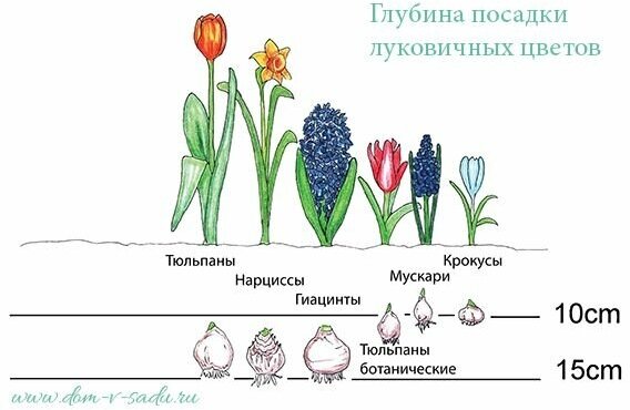 Луковицы нарцисса "Бридал Краун" на посадку 4 шт - фотография № 4