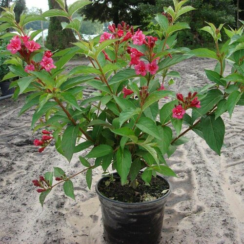 Вейгела цветущая гибридная Бристоль Руби (Weigela hybrida Bristol Ruby), саженцы