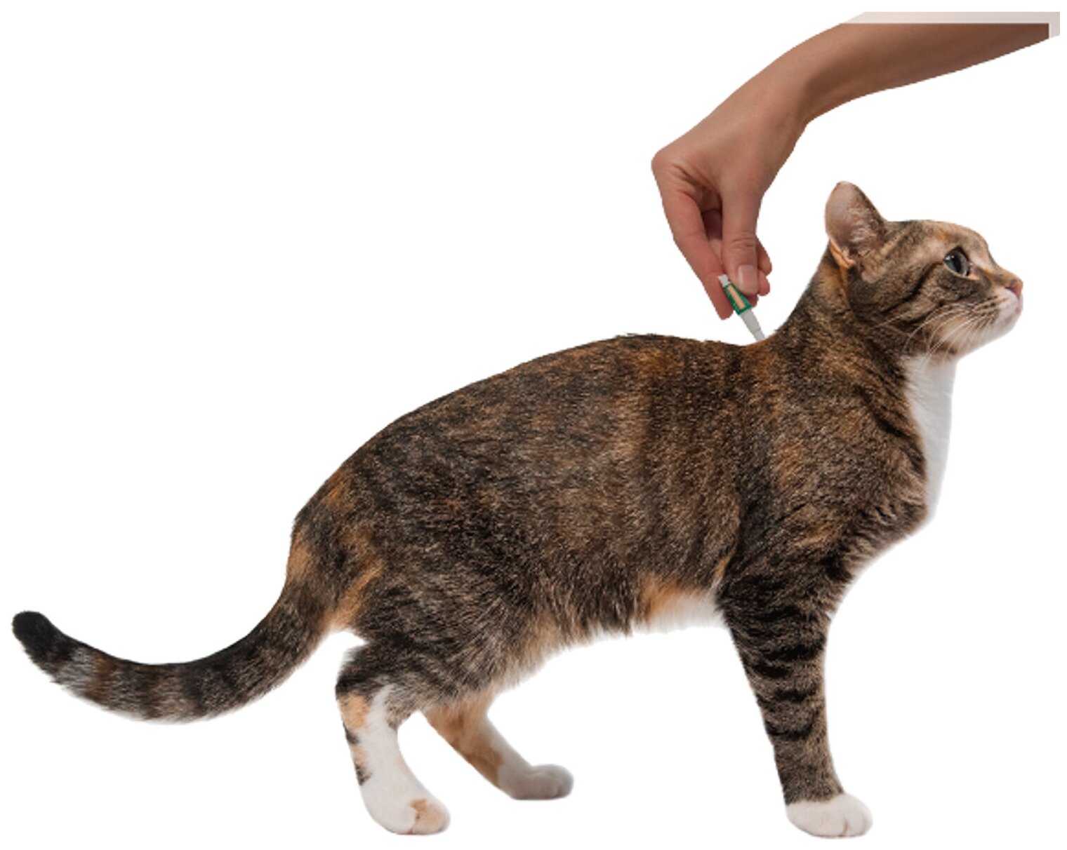 Bayer Profender Spot-on капли от глистов для кошек 0,5-2,5 кг (2 пипетки) - фото №5