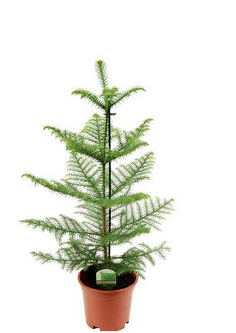 Араукария Хетерофилла - Araucaria D14 H40