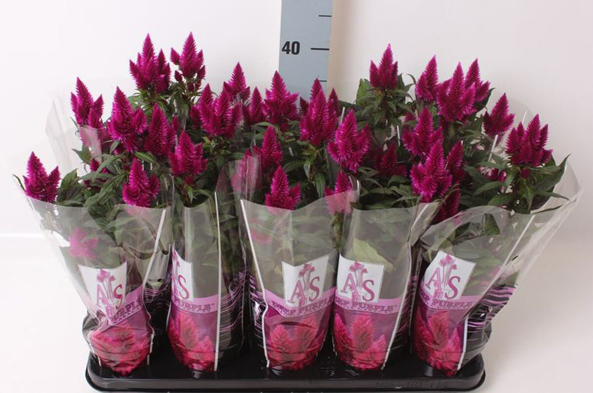 Целозия Каракас пурпурная - Celosia Merida Caracas Dark D12 H40