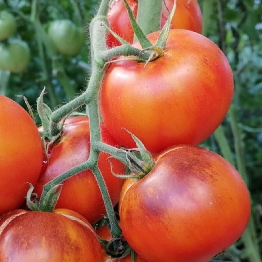 Семена Deodar SEEDS COMPANY Томат Желтый дракон 10 шт.
