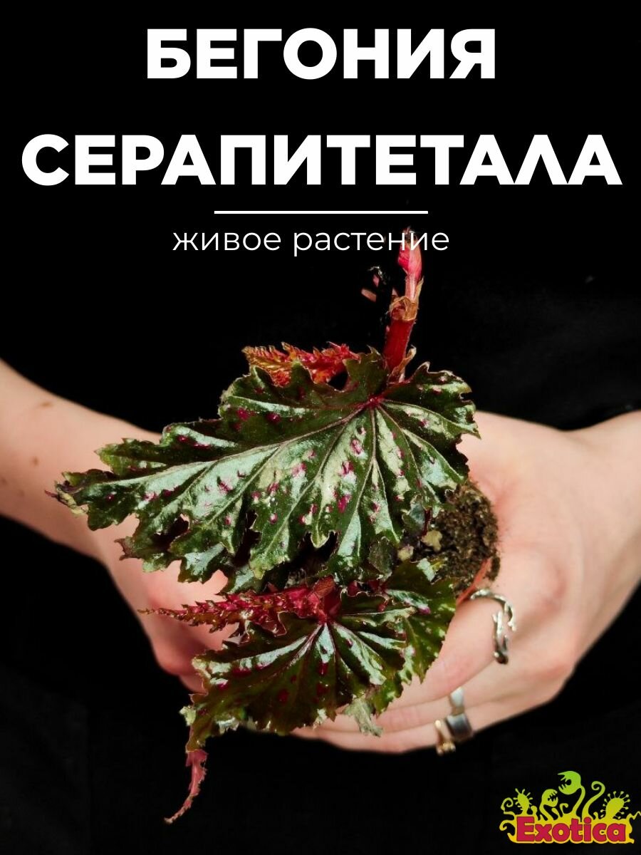 Бегония Серапитетала (Begonia Serratipetala) D6см комнатный цветок