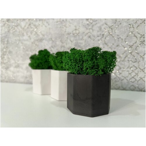 Кашпо со стабилизированным мхом/зеленый мох/набор кашпо со мхом 3шт