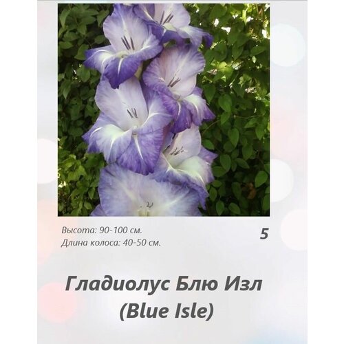 Гладиолус Блю Айсл 5 шт.