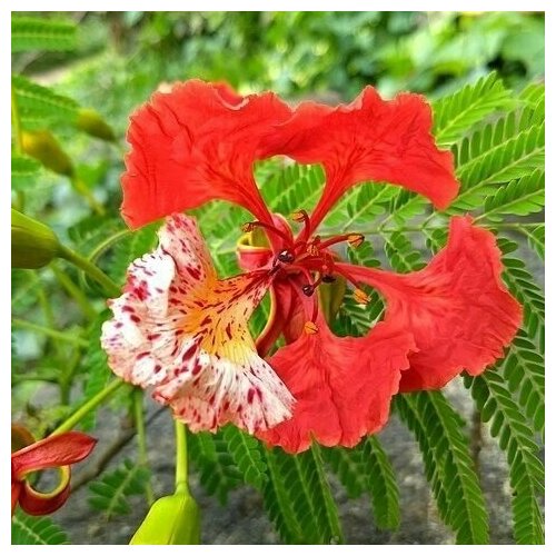 Семена Деколоникс королевский (лат. Delonix regia) (Огненое дерево), 3 шт. набор вырасти дерево сад радости делоникс королевский