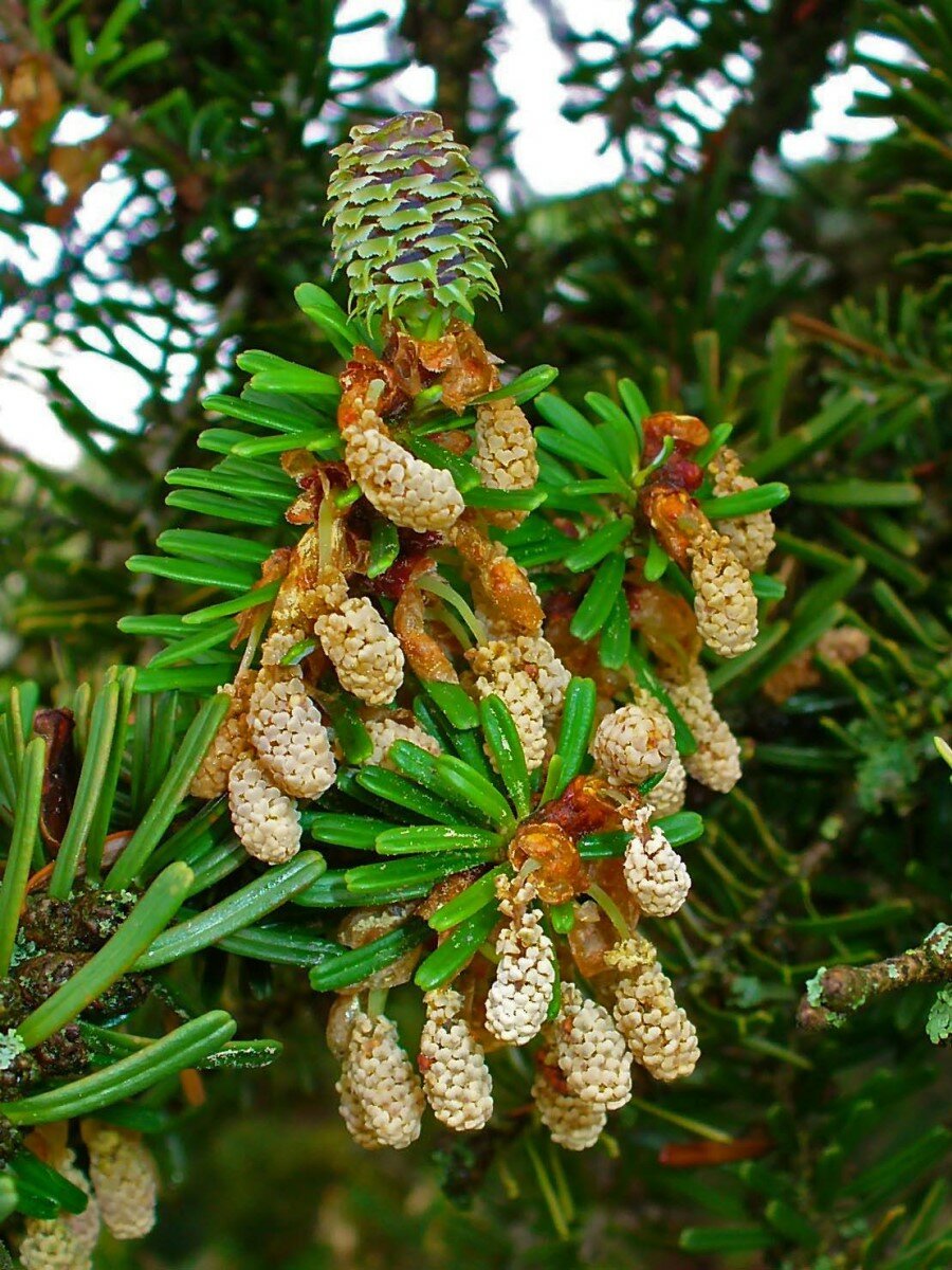 Семена Пихта корейская (Abies koreana), 20 штук — фото 1