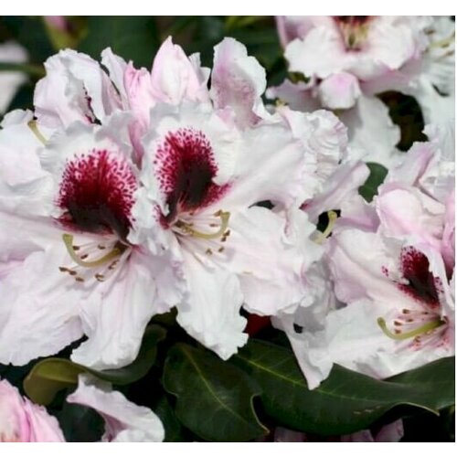 Рододендрон Кальсап