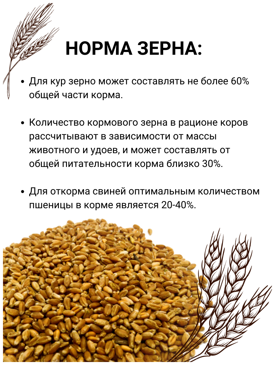 Пшеница кормовая для птиц и животных 3 кг - фотография № 3