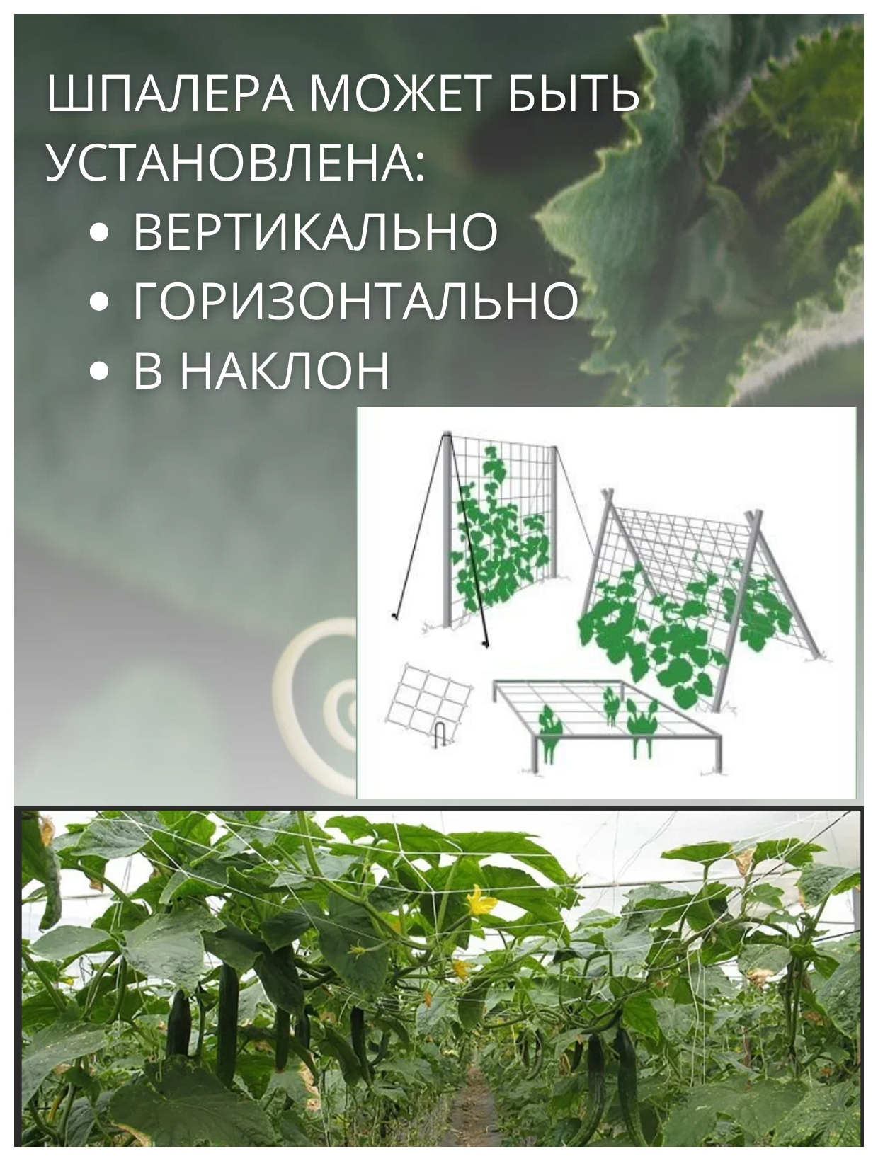 Благодатное земледелие Сетка шпалерная для вьющихся растений 2х10 м ячейки 15х17 см - фотография № 4