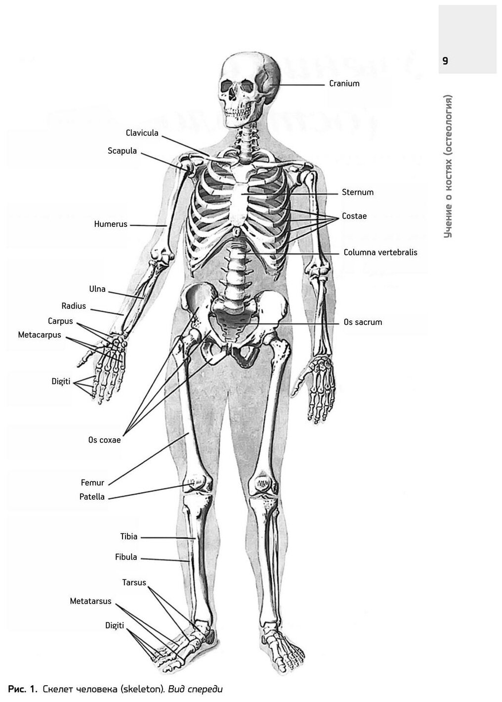 Анатомия человека. Атлас. В 3-х томах. Том 1. Учение о костях, соединениях костей и мышцах - фото №6