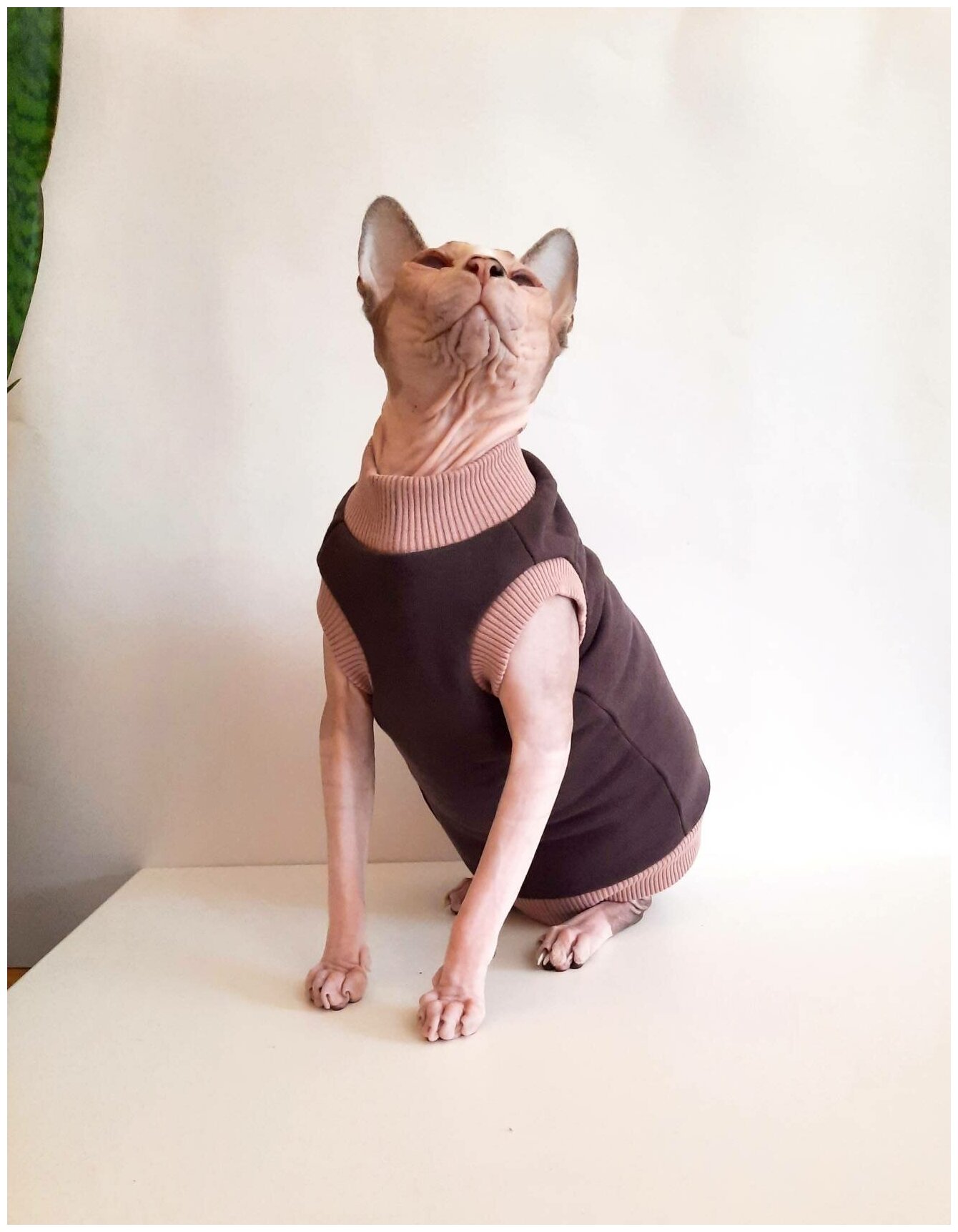 Свитшот для кошек, размер 35 (длина спины 35см), цвет шоколад+беж / толстовка свитшот свитер для кошек сфинкс / одежда для животных - фотография № 9