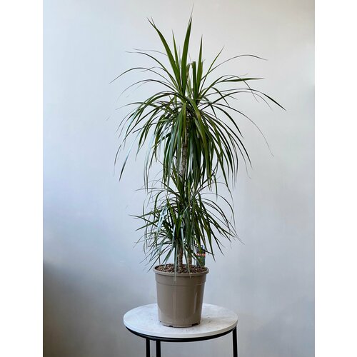 Драцена Маргината 3рр d24