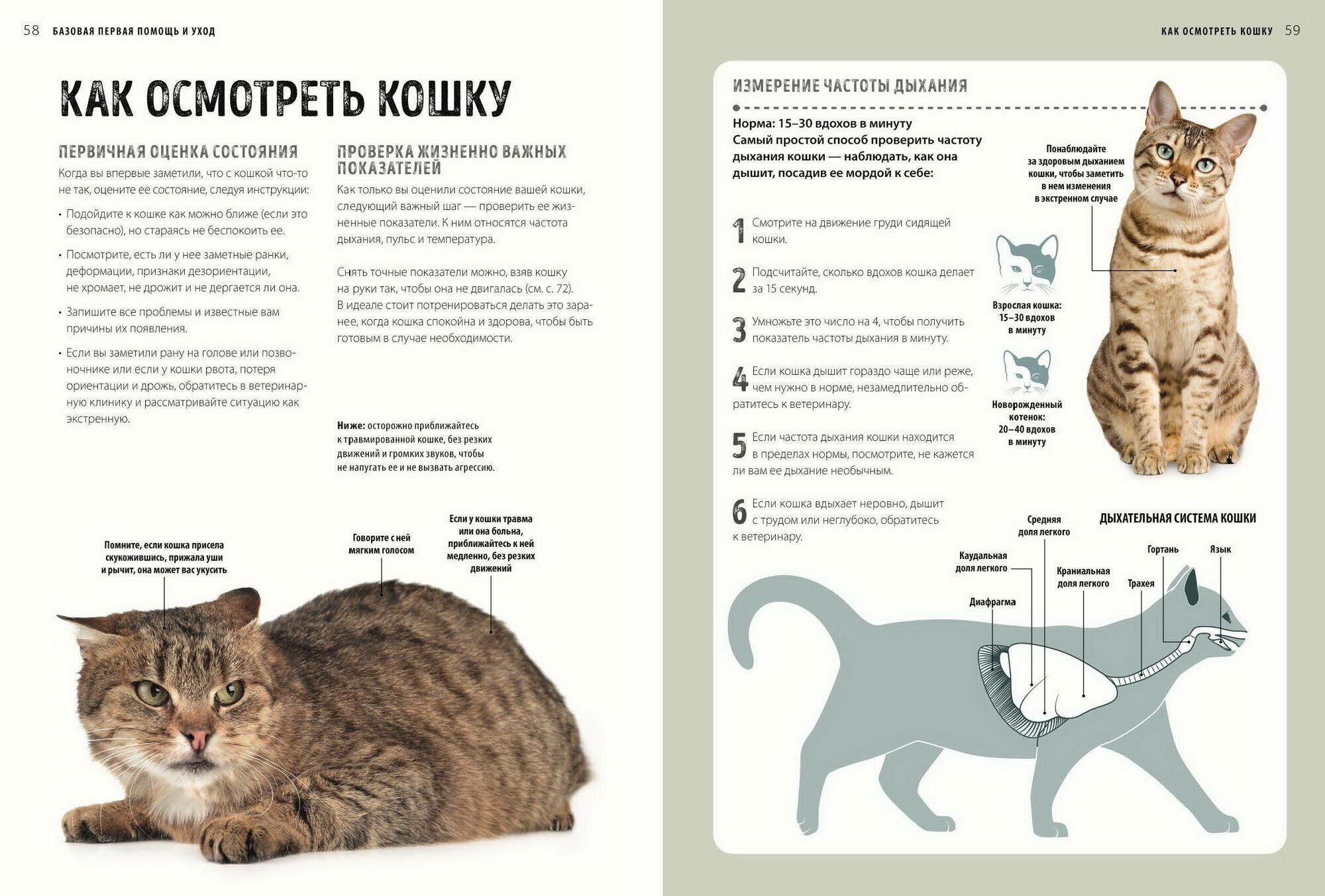 Первая помощь кошкам (Дженнифер Паркер, Игорь Рубель, научный редактор) - фото №5
