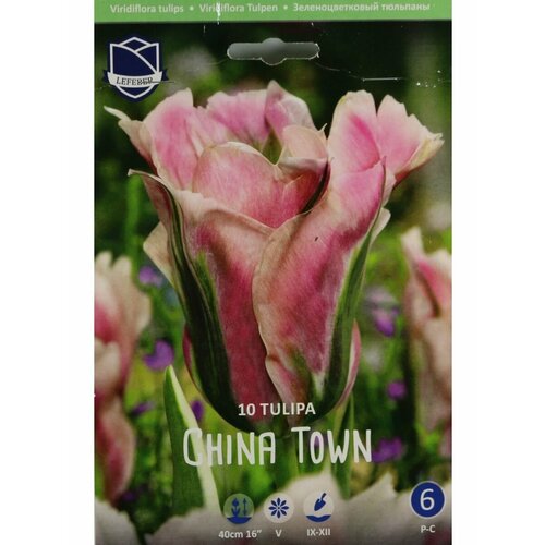Тюльпан Чайна Таун (Tulip China Town), 10 шт
