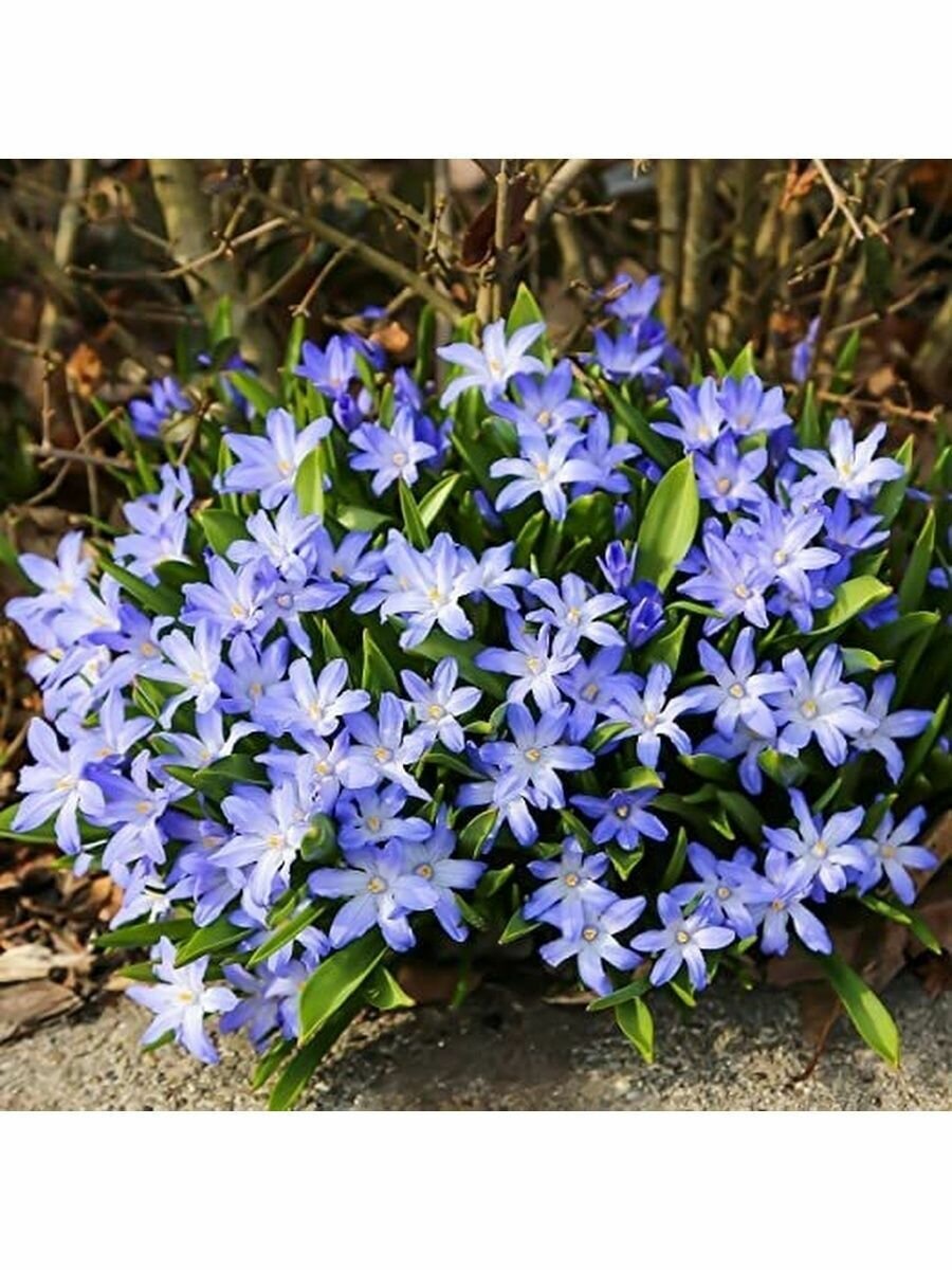 Хионодокса Люцилии (Chionodoxa luciliae / Gigantea blue), 25 шт - фотография № 2