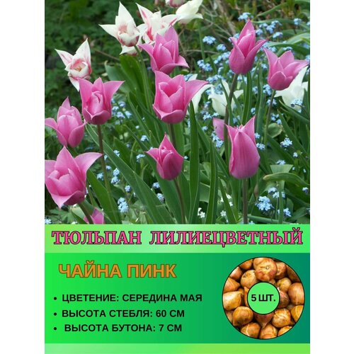 Тюльпан лилиевидный, луковицы 5 штук