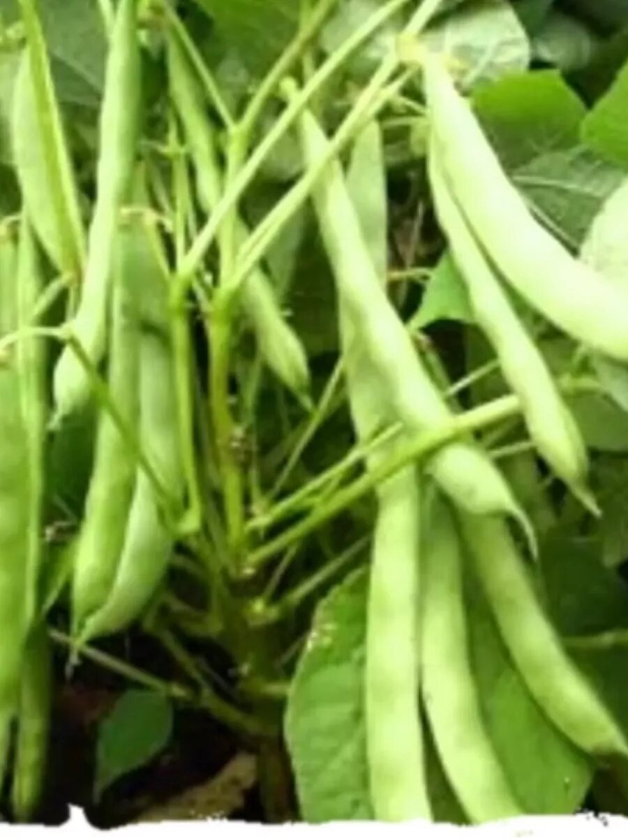 Семена кустовой фасоли Ассоль - 5 г. Длинные бобы богатые белком и микроэлементами. Сорт устойчив к заболеваниям