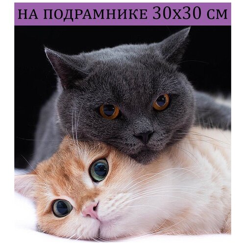 Алмазная мозаика на подрамнике 30х30 котики, алмазная живопись 30*30, алмазная вышивка, наборы с круглыми стразами, полная выкладка алмазная мозаика 30х30 на подрамнике алмазная живопись 30 30 кот алмазная вышивка наборы с круглыми стразами полная выкладка