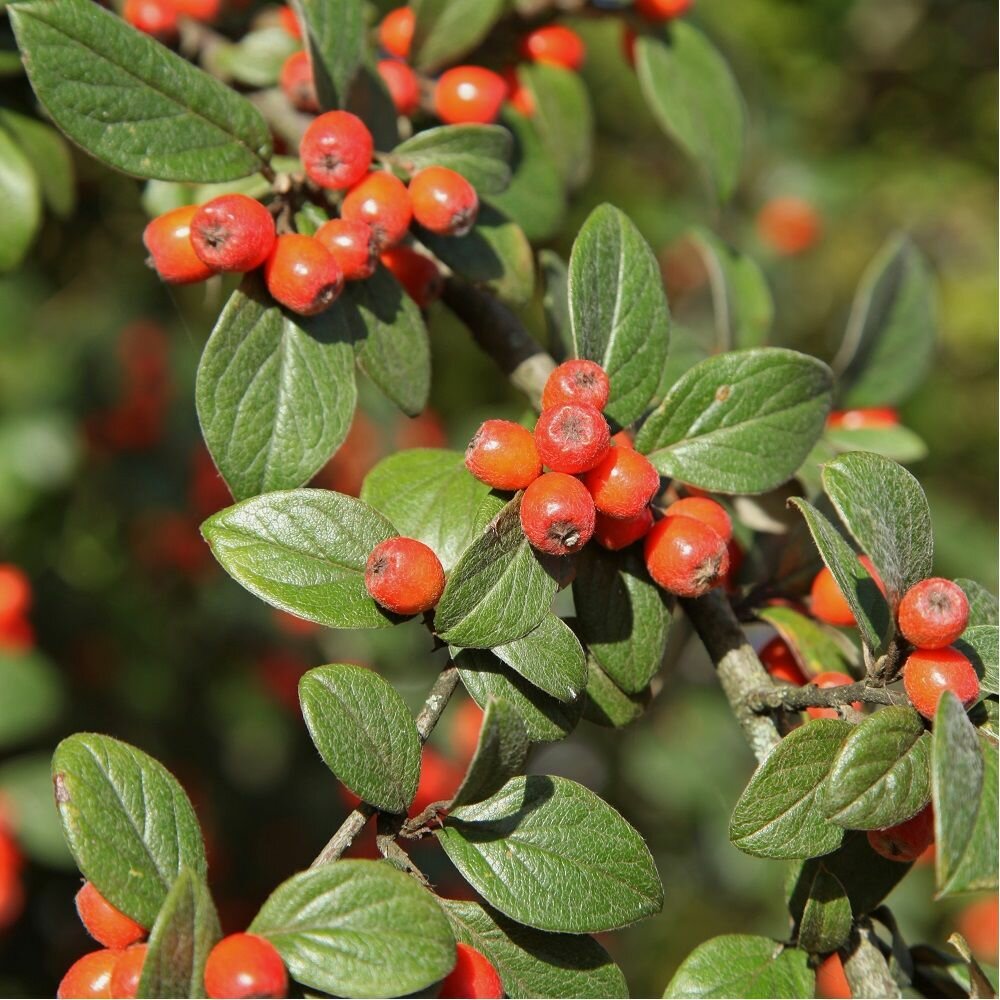 Кизильник мелколистный (лат. Cotoneaster microphyllus) семена 15шт + подарочек