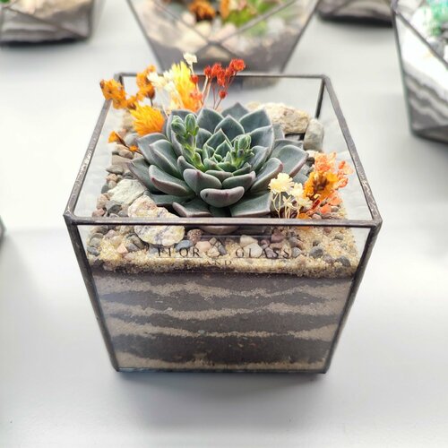 Флорариум с суккулентами Кубик мини с глаукой 8см 1900₽
