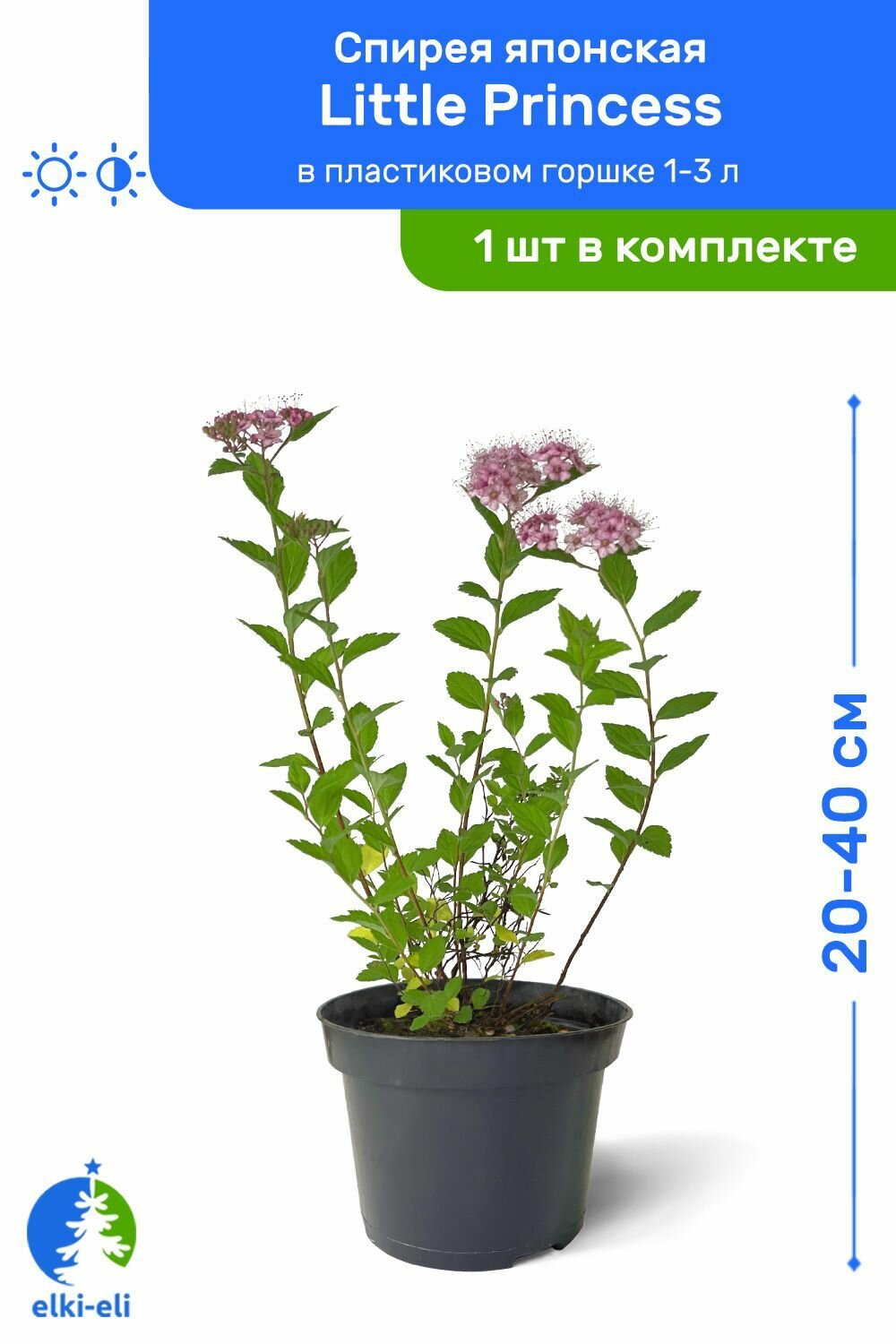 Спирея японская Little Princess (Литтл Принцесс) 20-40 см в пластиковом горшке 1-3 л саженец лиственное живое растение