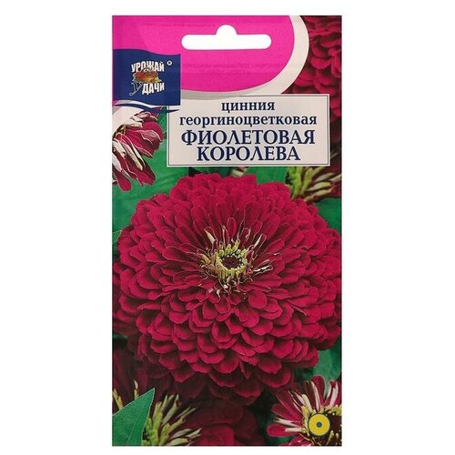 Семена цветов Цв Цинния георгин. Фиолетовая королева,0,3 гр семена цветов цв цинния георгин фиолетовая королева 0 3 гр 5 упак