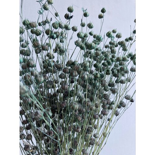 Лен дикорос синий / Сухоцветы для флористов, для декора, для творчества.