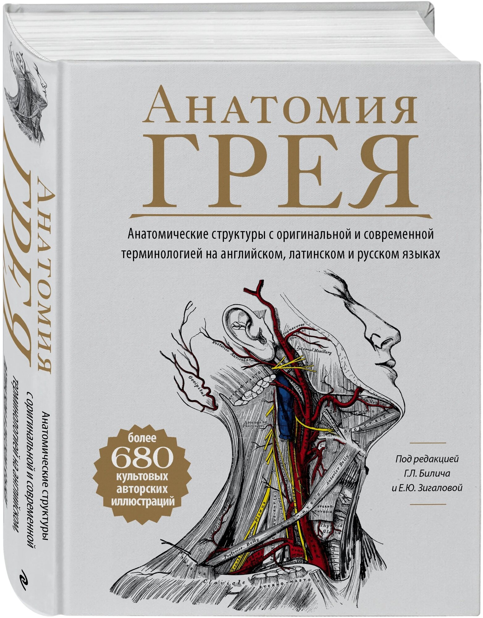 Анатомия Грея. Анатомические структуры с оригинальной и современной терминологией на английском, латинском и русском языках - фото №1