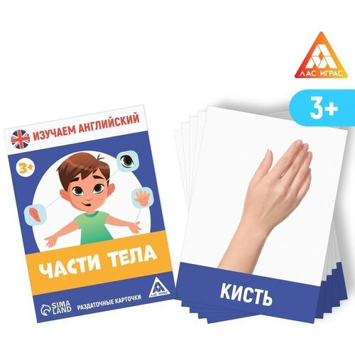 ЛАС играс Раздаточные карточки "Изучаем английский. Части тела", 3+