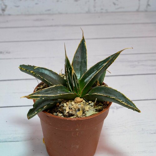 Суккулент Agave Victoriae-Reginae (Агава Королевы Виктории) Диаметр горшка 5.5 см. Субстрат Succuterra Classic и фирменный горшочек в комплекте.