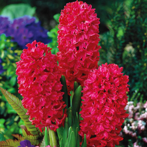 Гиацинт SCARLET PEARL (4 луковицы)